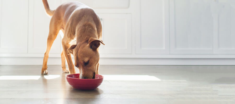 Why Your Dog Needs High-Quality Protein in Their Diet